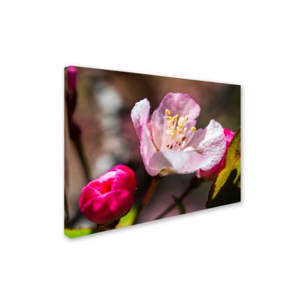 Kurt Shaffer 'Spring Pink Blossom' Canvas Art,14x19